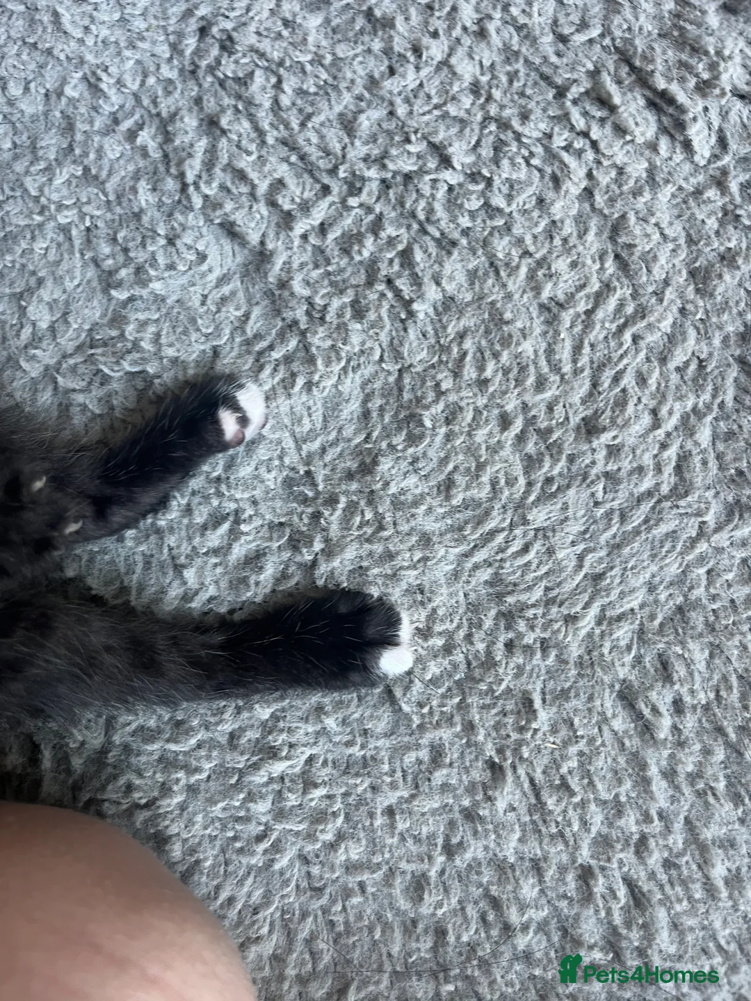 Bengal cats for sale: Beautiful kittens  in Swindon - Advert 2