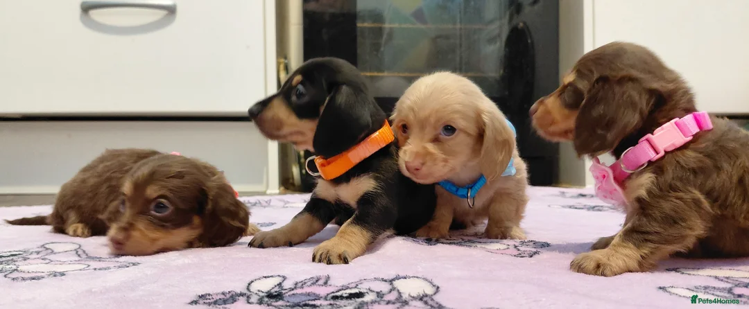 Miniature Dachshund dogs for sale: Sweetest Longhaired/One S.Haired Mini's 🤎🐾 - Advert 31