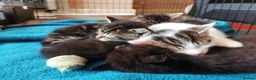 Mixed Breed cats for sale: 4 Boys Available  - Advert 19