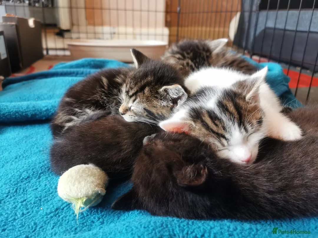 Mixed Breed cats for sale: 4 Boys Available  - Advert 19