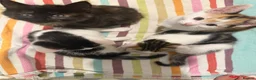 Mixed Breed cats for sale: Adorable Kittens Available to a Loving Home - Advert 24