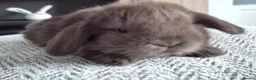 Mini Lop rabbits for sale: Beautifull  mini lops - Advert 1