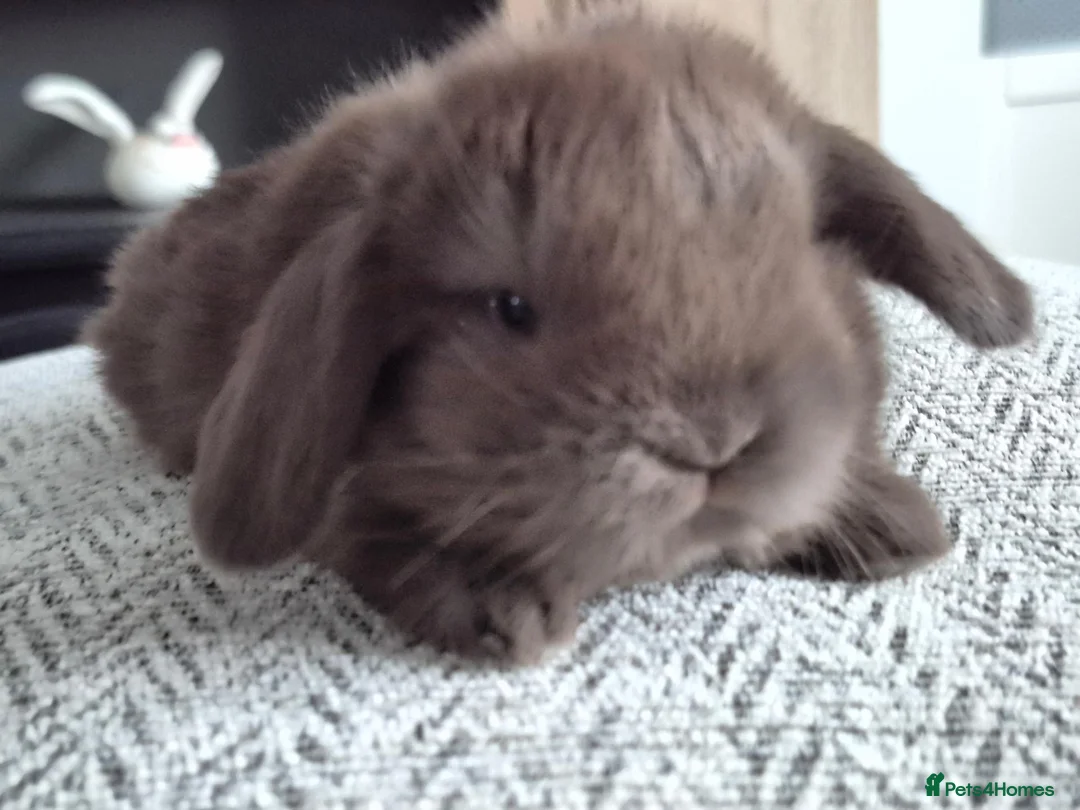 Mini Lop rabbits for sale: Beautifull  mini lops - Advert 1