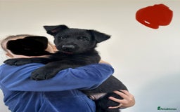 German Shepherd dogs for sale: Pure black german shepherd puppies - Image 6