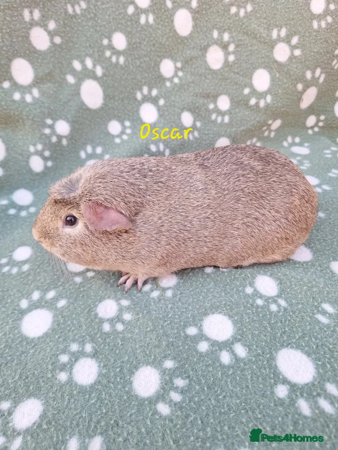 Guinea Pig rodents for sale: Pure bred chinchilla guinea pig - Advert 3