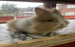 Lionhead rabbits for sale: Baby Lionhead Male Looking For New Home - Image 13