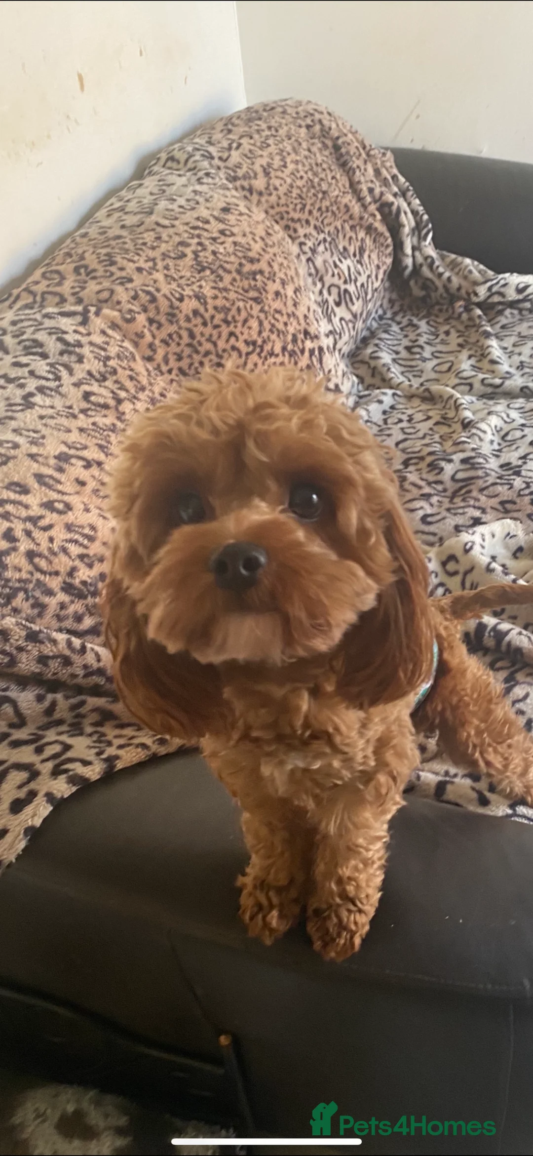 Cavapoo dogs for stud: TINY CAVAPOO STUD ONLY  in Mansfield - Advert 5