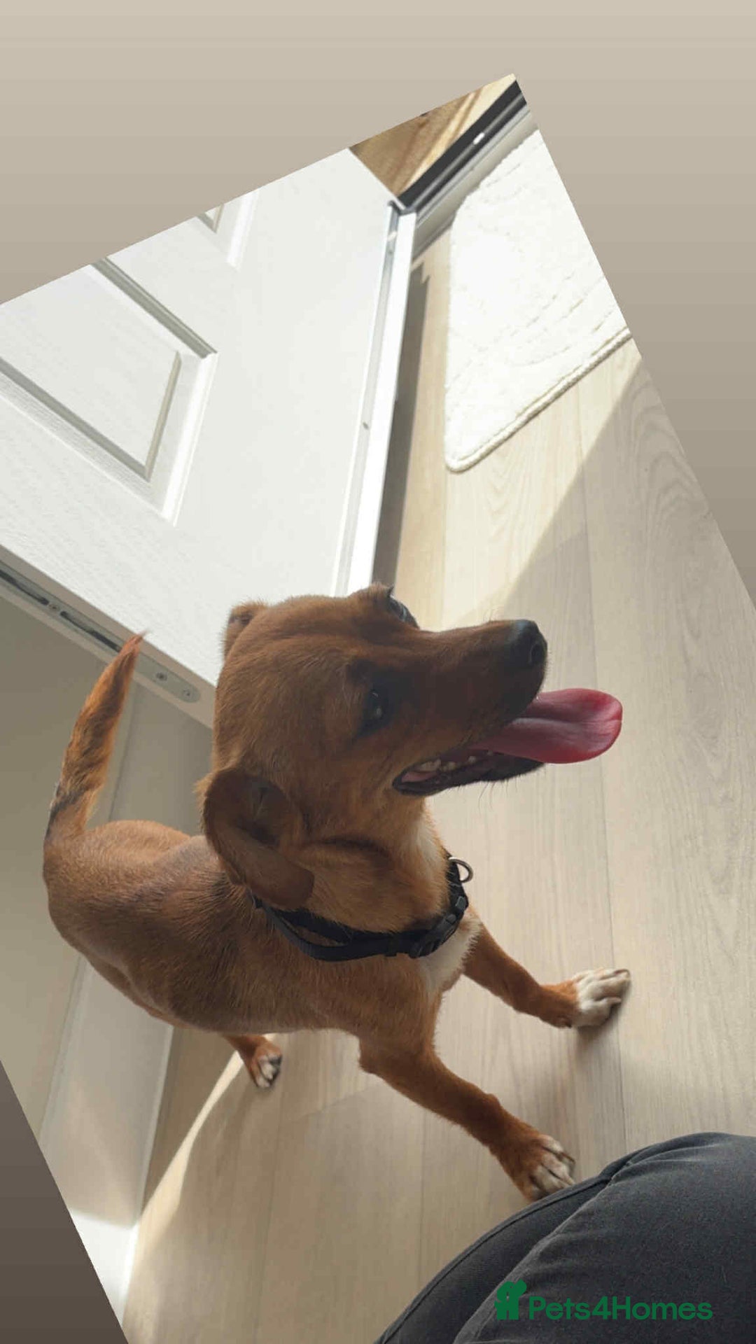 Jack Russell dogs for sale: !!READY TO GO!! Jack russle puppies - Image 8