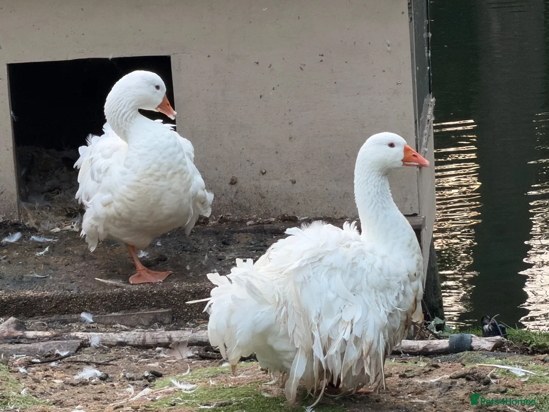 Geese poultry for sale: A pair of Sebastopol geese in Halifax - Advert 3
