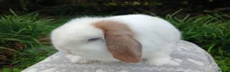 Mini Lop rabbits for sale: Stunning pure bred mini lop male baby rabbits RTR - Advert 9