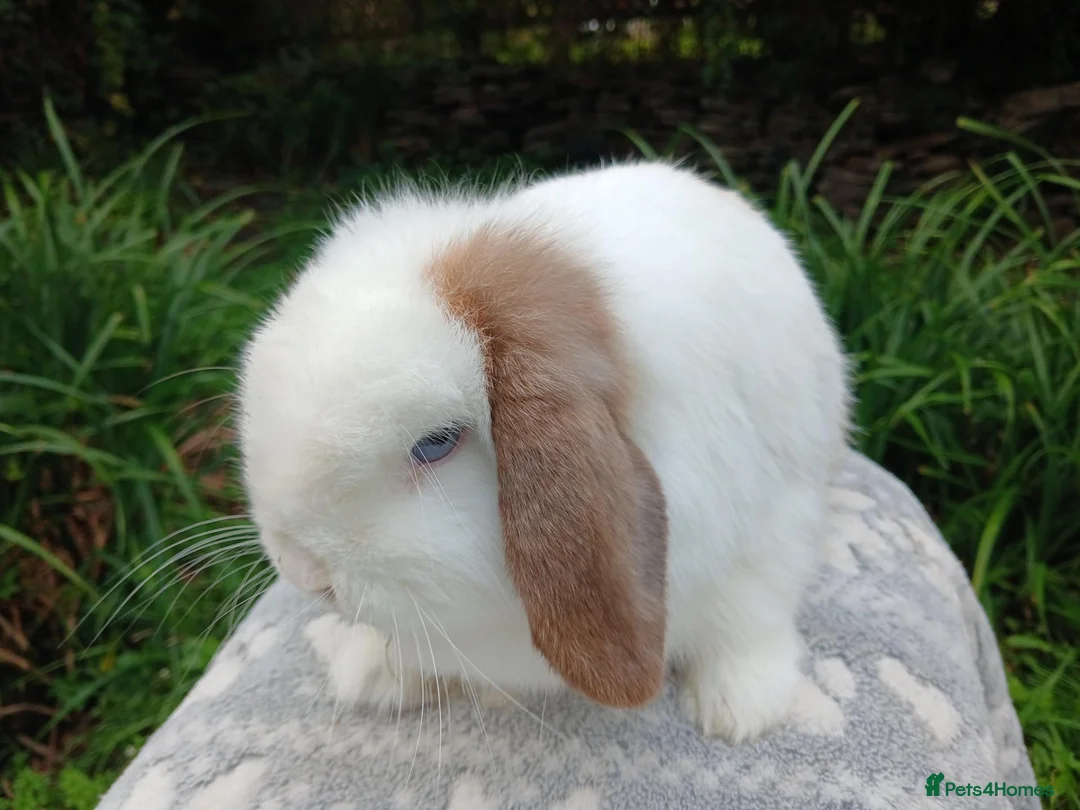 Mini Lop rabbits for sale: Stunning pure bred mini lop male baby rabbits RTR - Advert 9