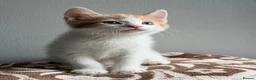 Mixed Breed cats for sale: Stunning ginger and white kittens available!!! - Advert 3