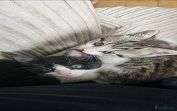 Mixed Breed cats for sale: Unique kittens for sale - Image 2