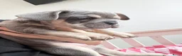 French Bulldog dogs for sale: French bulldog puppys ready now - Advert 3