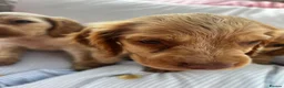 Cocker Spaniel dogs for sale: Show type cocker boys  in Daventry - Advert 14