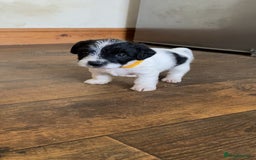 Jackapoo dogs for sale: Beautiful Jackapoo Puppies - Image 2