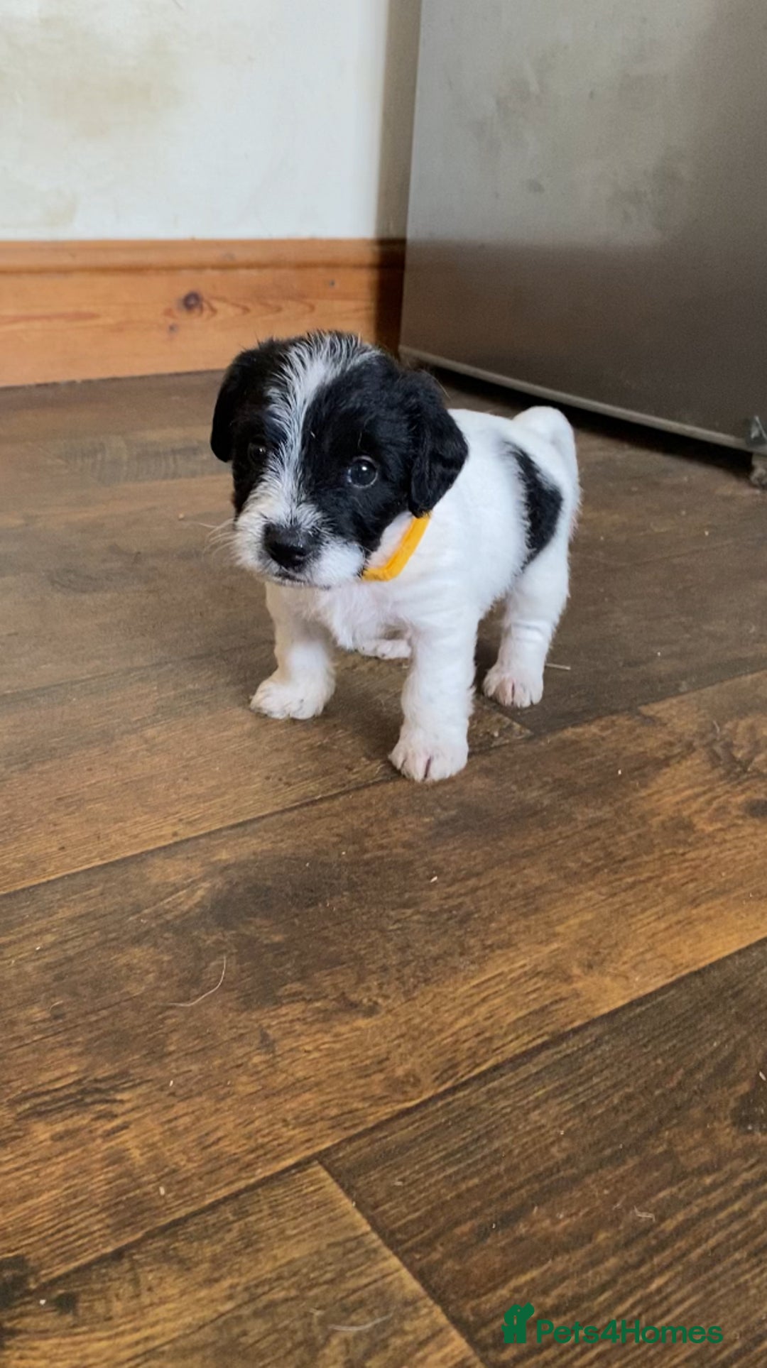 Jackapoo dogs for sale: Beautiful Jackapoo Puppies - Image 2