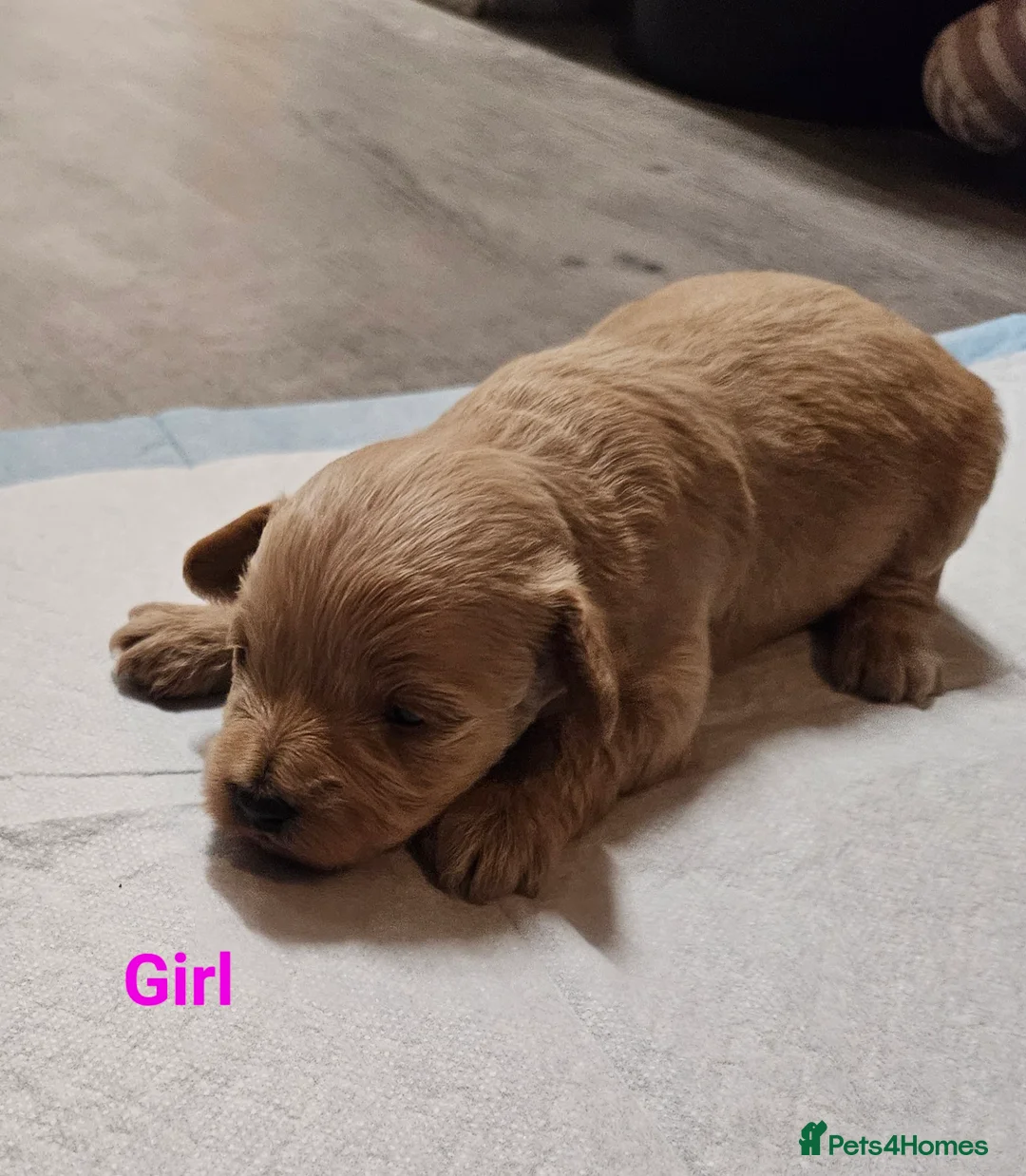 Schnoodle dogs for sale: Beautiful Schnoodle Puppies 🐶  - Advert 7