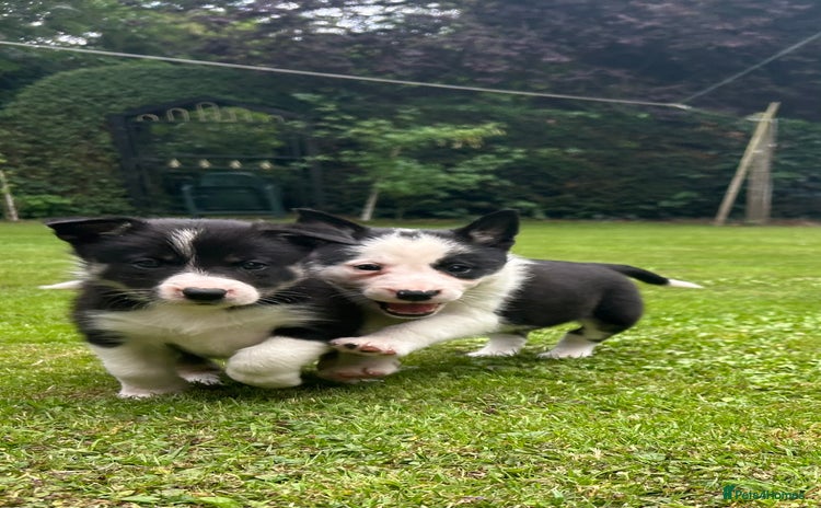 Border Collie dogs - Advert 4