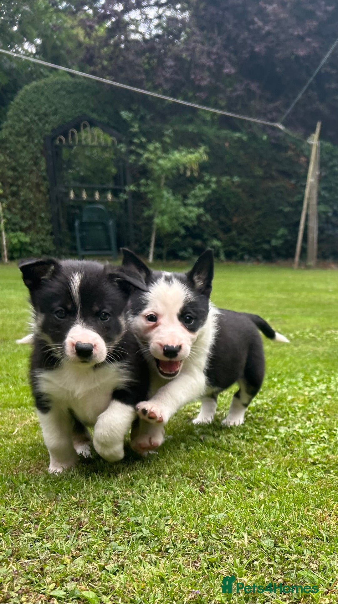 Border Collie dogs for sale: Gorgeous Border Collie Puppies  - Image 4