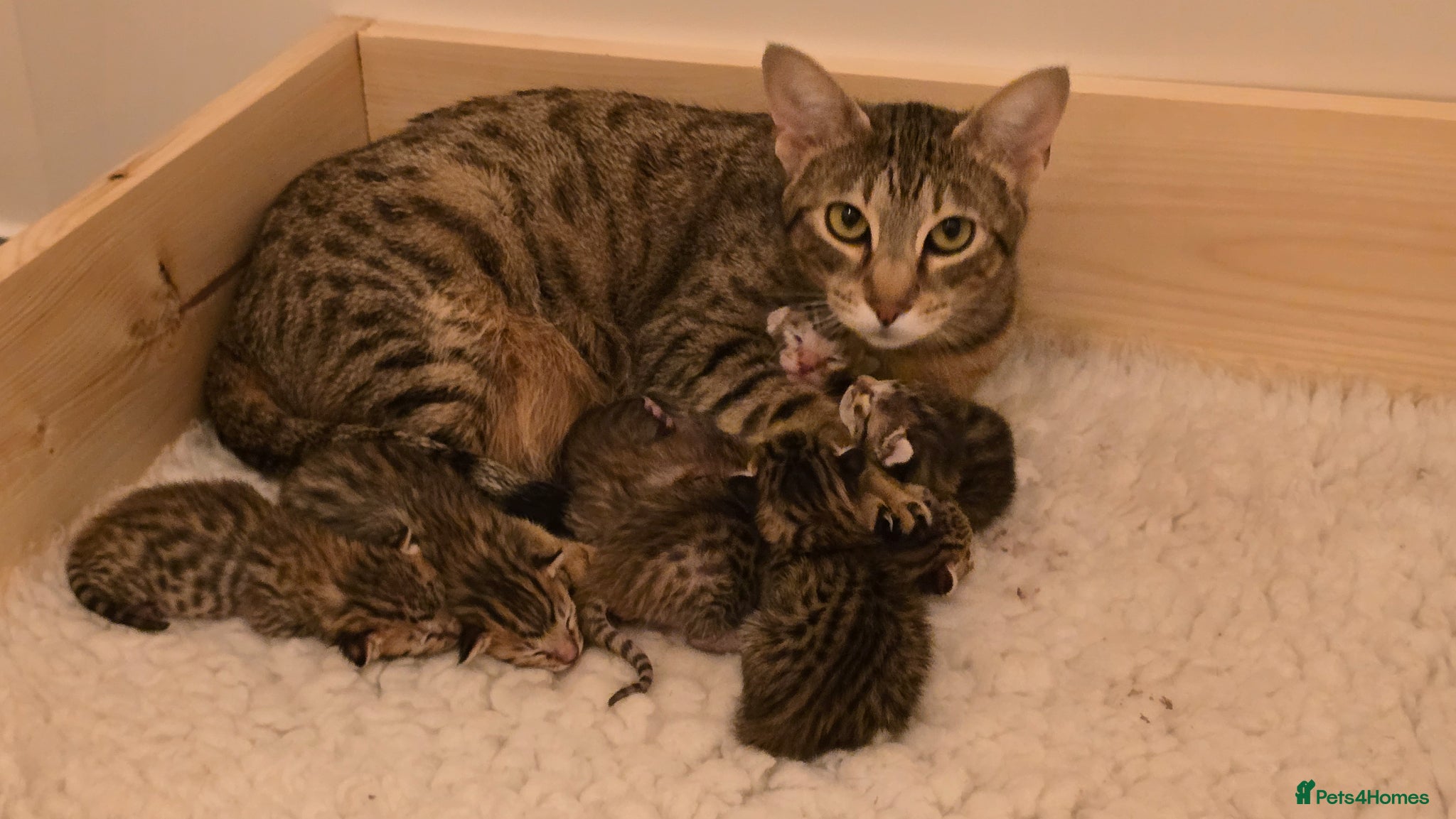 Savannah cats F8 savannah kittens- TICA registered  - Advert 4