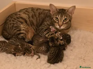 Savannah cats F8 savannah kittens- TICA registered - Advert 1