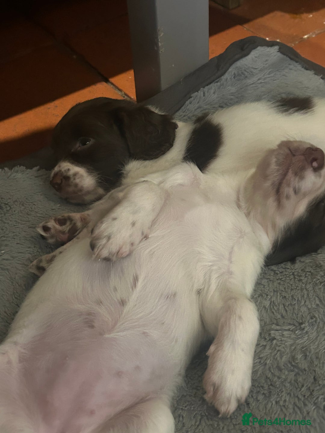 English Springer Spaniel dogs for sale: English springer spaniel puppies for sale - Image 10