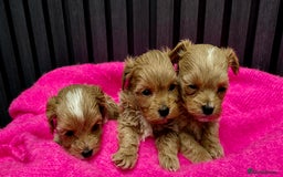 Maltipoo dogs for sale: Tiny Maltipoo Puppies for  sale - Image 6
