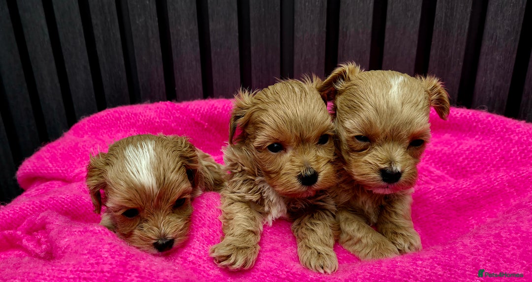 Maltipoo dogs for sale: Tiny Maltipoo Puppies for  sale - Image 6