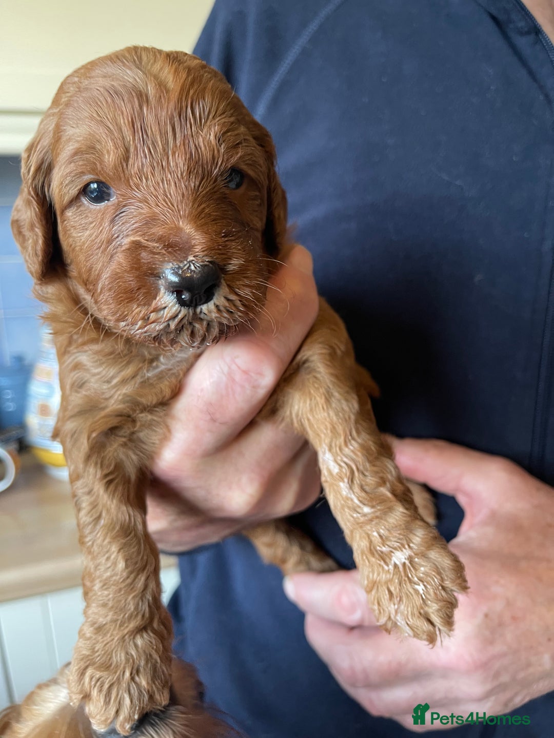 Australian Labradoodle dogs for sale: 100% Pure bred Australian Labradoodle - Advert 12