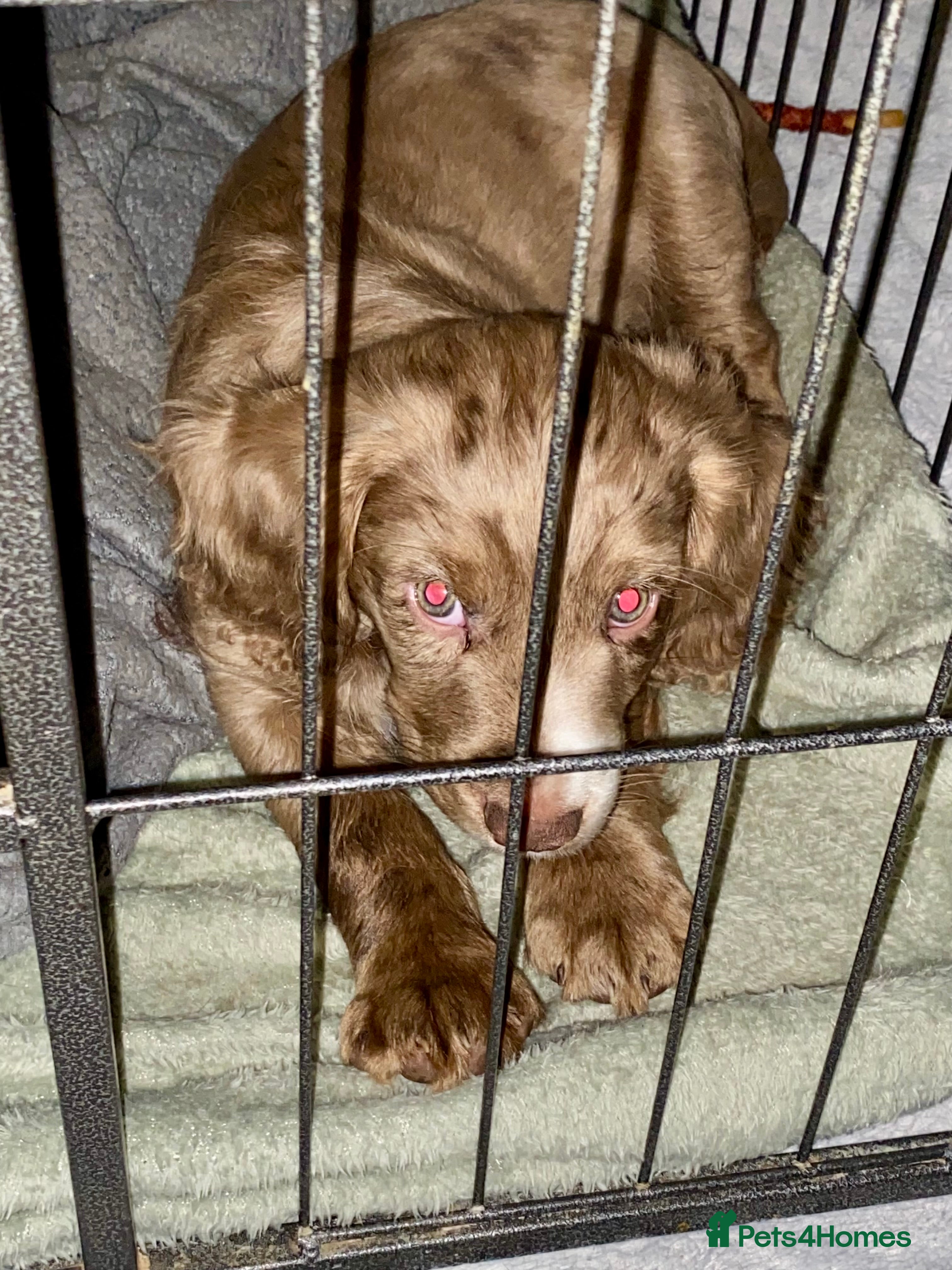 Cocker Spaniel dogs 💙1 BOY ABSOLUTELY STUNNING STUD LEFT💙  - Advert 1
