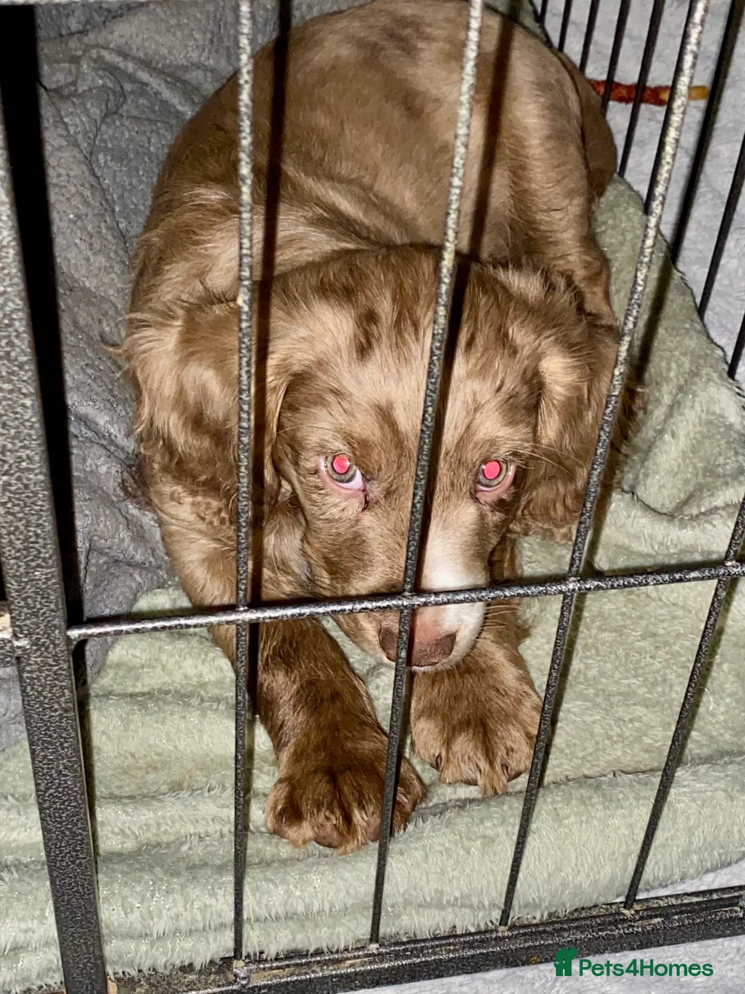 Cocker Spaniel dogs for sale: 💙1 BOY ABSOLUTELY STUNNING STUD LEFT💙  - Advert 1