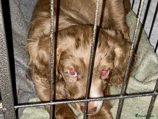 Cocker Spaniel dogs 💙1 BOY ABSOLUTELY STUNNING STUD LEFT💙 - Advert 3