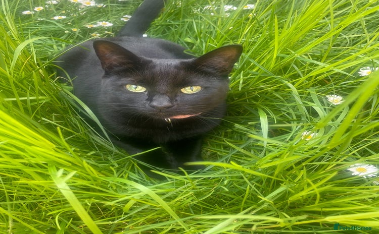 Mixed Breed cats - Advert 15