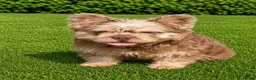 French Bulldog dogs for stud: Isabella and tan floodle carrying pink for stud in Basildon - Advert 1