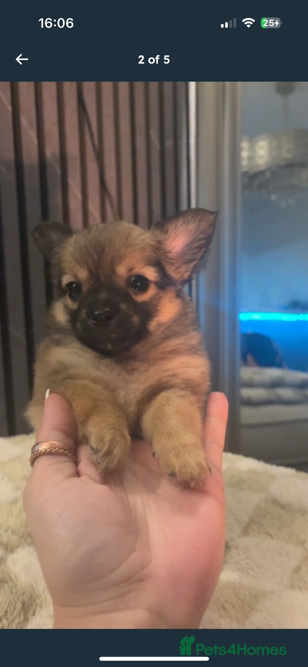 Chihuahua dogs for sale: Chihuahua Puppies - Advert 2