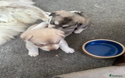 Siberian Husky dogs for sale: Pure breed Husky Puppies born 04/07/2025 - Image 4