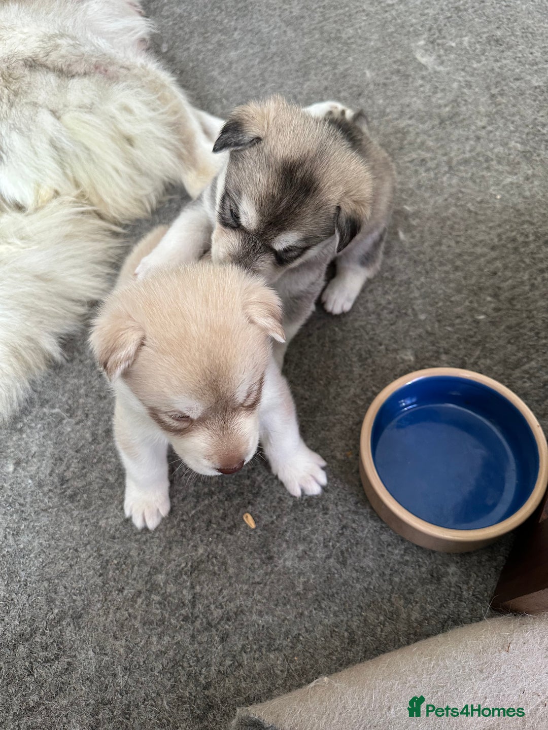 Siberian Husky dogs for sale: Pure breed Husky Puppies born 04/07/2025 - Image 4