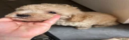 Cockapoo dogs for sale: Cockapoo puppy’s f1b  - Advert 5