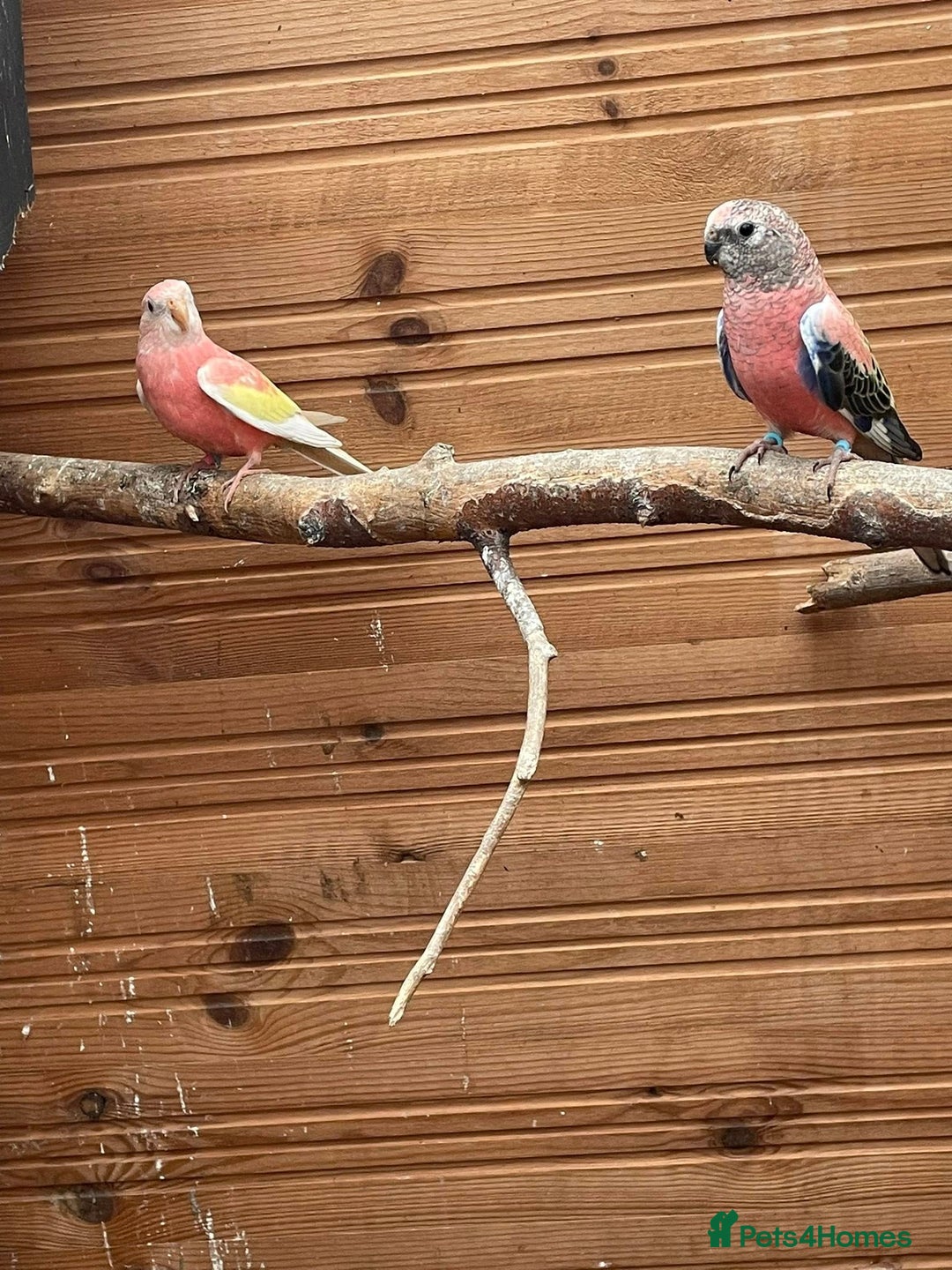 Parakeets birds for sale: Breeding pair of Bourke - Advert 2