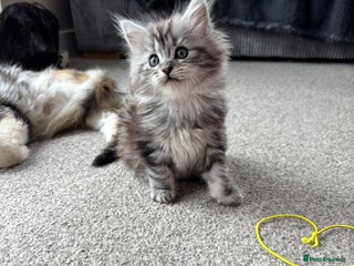 Maine Coon cats - Advert 29