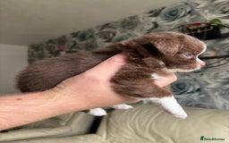 Chihuahua dogs for sale: 3 long haired Chihuahua puppies - Image 15