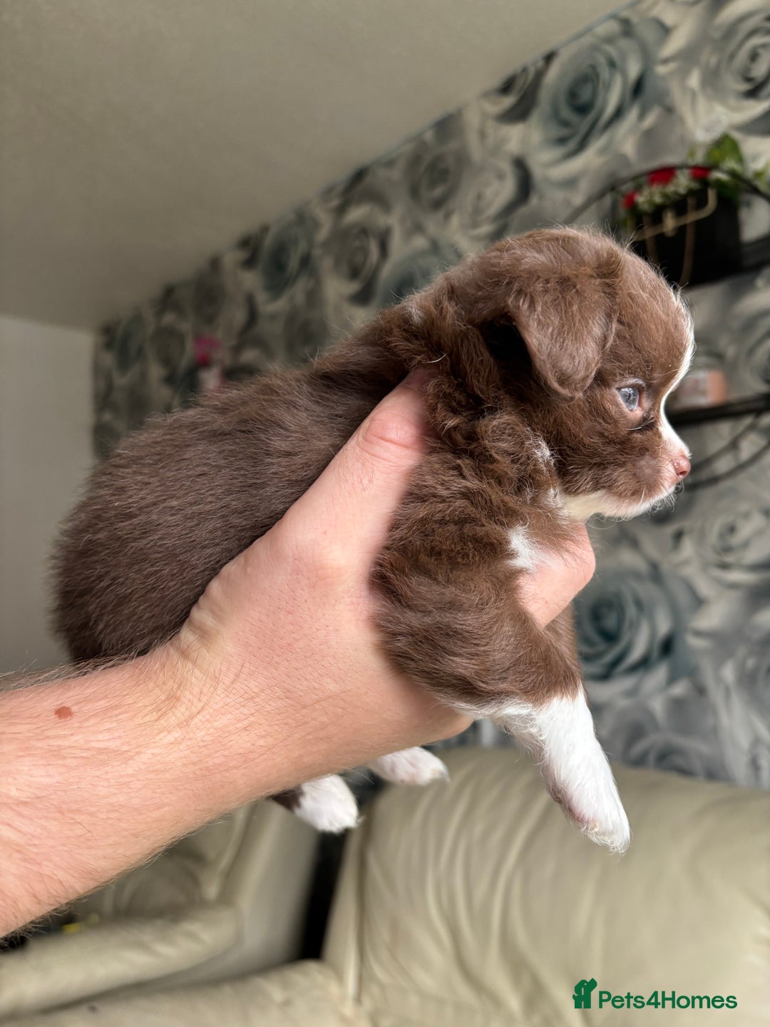 Chihuahua dogs for sale: 3 long haired Chihuahua puppies - Image 15