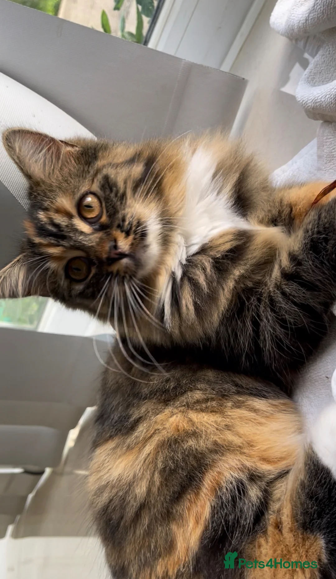 Persian cats for sale: Adorable Kittens for Sale - Advert 16