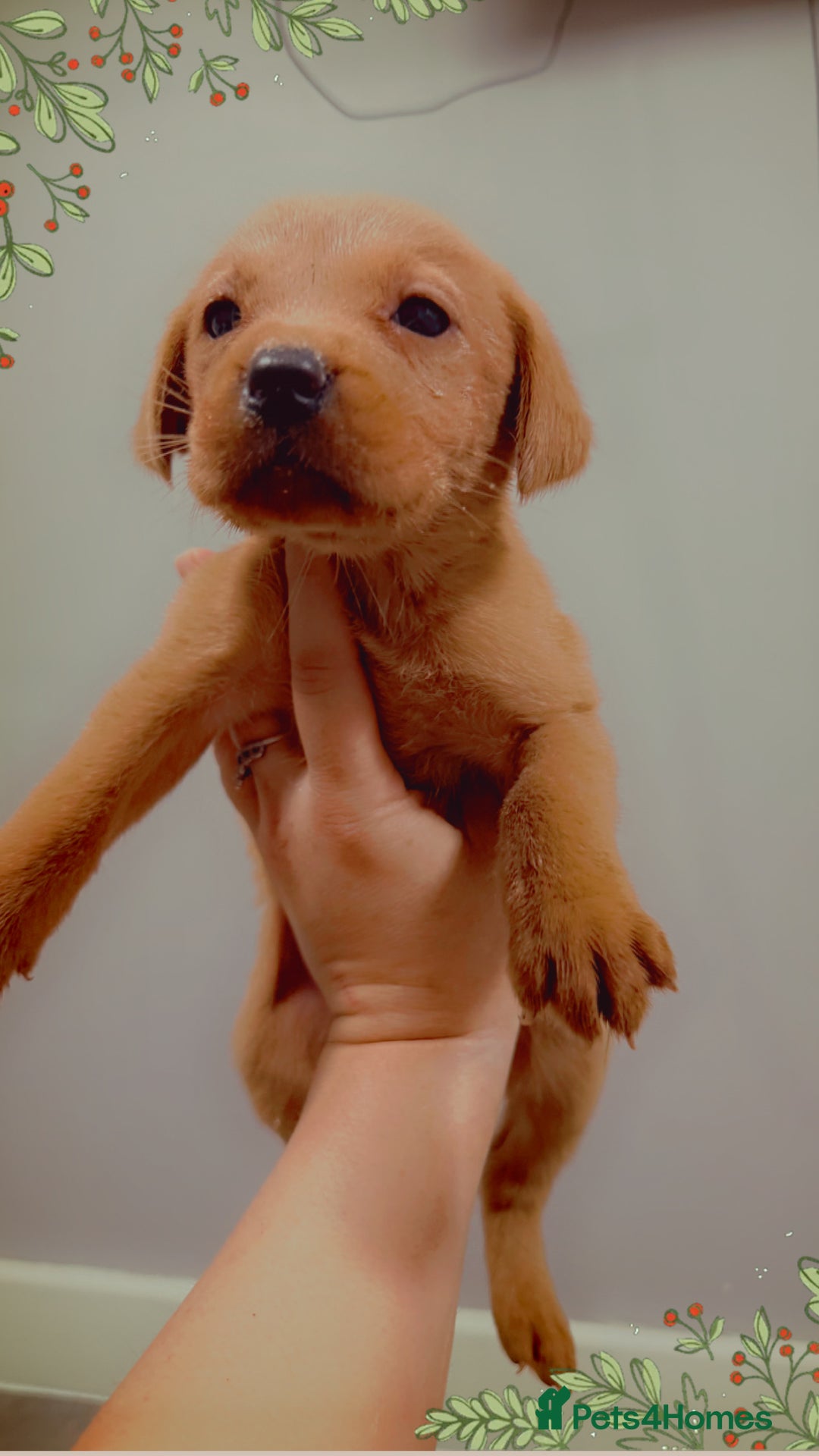 Labrador Retriever dogs for sale: Beautiful, fox red labradors - Advert 22