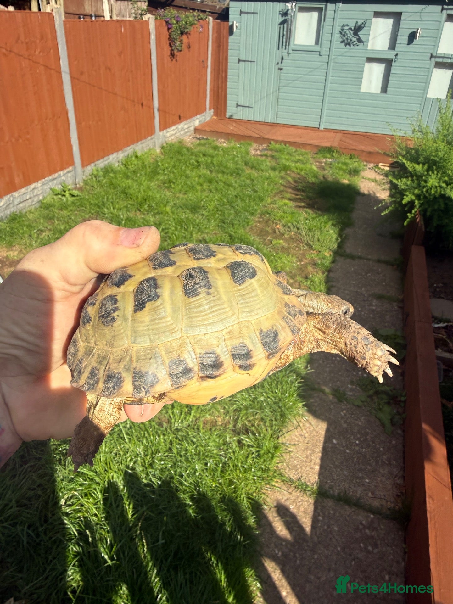 Hermann Tortoise reptiles 3 year old Horsfield Tortoises - Advert 1