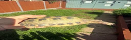 Hermann Tortoise reptiles for sale: 3 year old Horsfield Tortoises - Advert 1