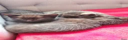 Mixed Breed cats for sale: Maine coon x Bengal  in Maybole - Advert 15
