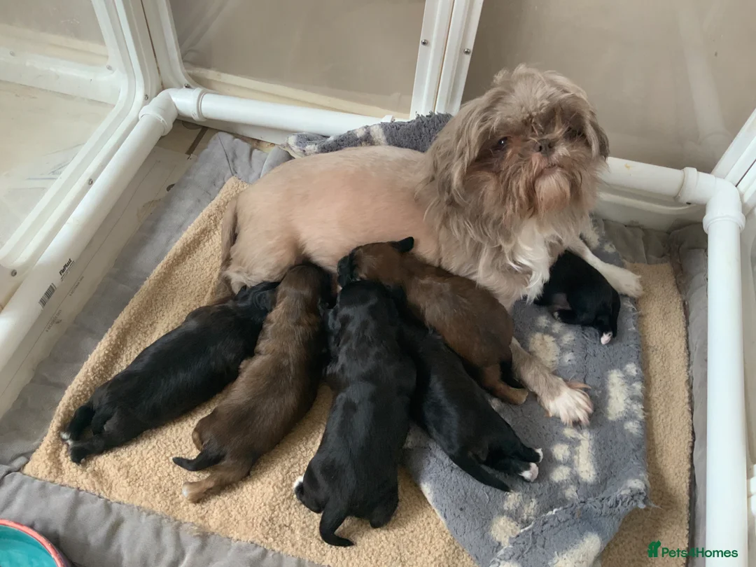 Cava Tzu dogs for sale: Gorgeous F1 Cava Ztu puppy’s  in Chelmsford - Advert 1