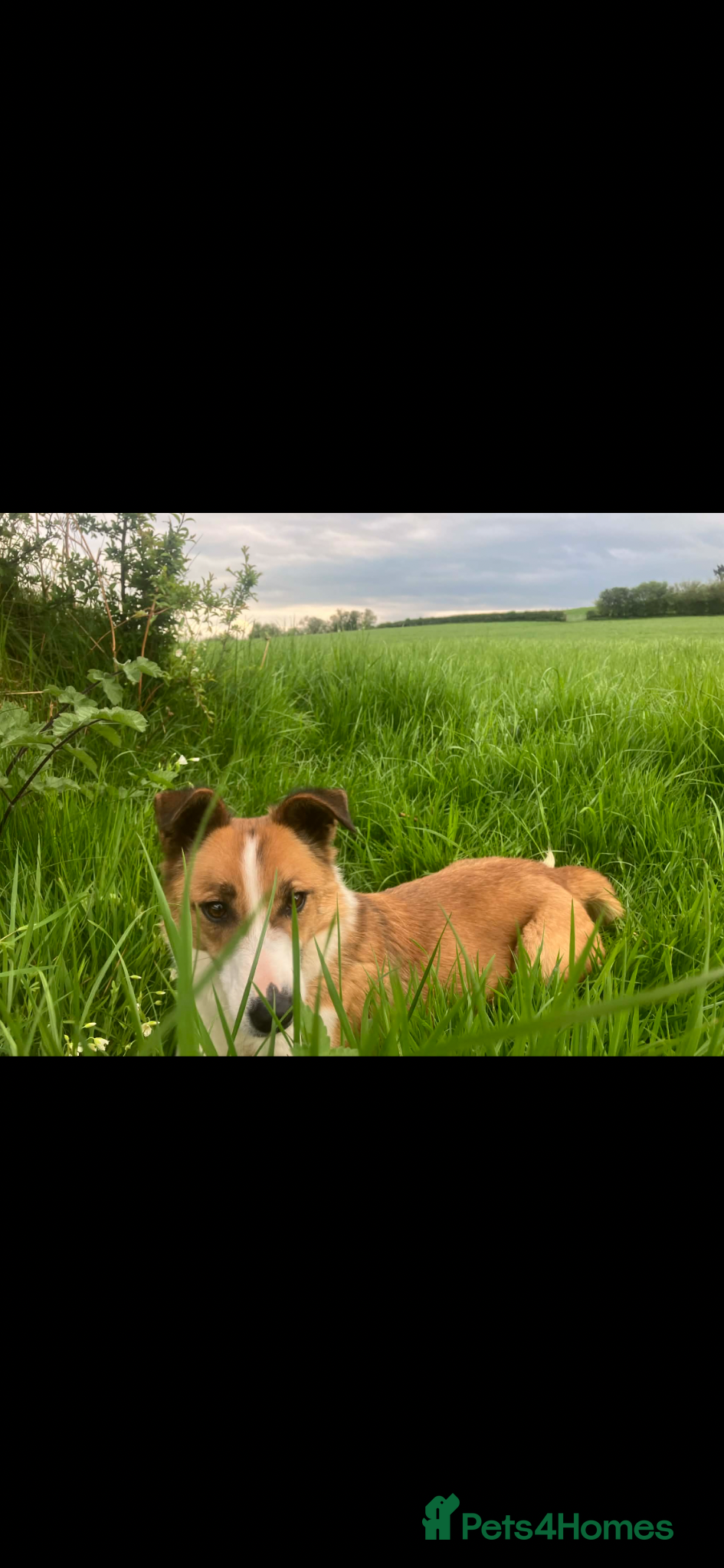 Welsh Collie dogs Welsh Collie Bitch  - Advert 3